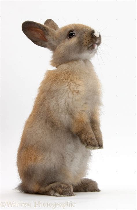 Baby Brown Rabbit Standing Up Photo Wp38907