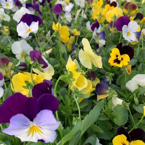 Pansy Trailing Cool Wave Mix