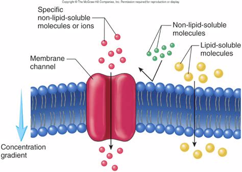 🎉 Partially Permeable Membrane Can Starch Molecules Pass Through A