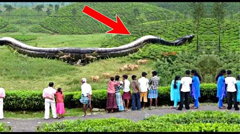 5 Biggest Snakes Caught On Camera Worlds Biggest Snake Longest