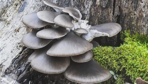 Blue Oyster Mushroom Facts Growing Guide And Easy Kits