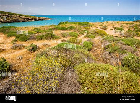 la végétation méditerranéenne noto calamosche italie photo stock alamy