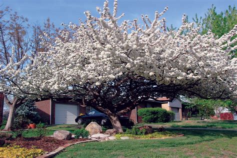 Sargent Crabapple State By State Gardening