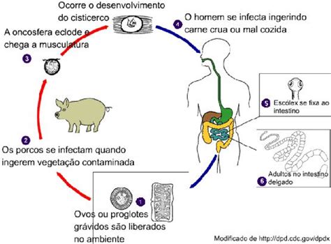 Ciclo De Vida Da Taenia Solium Download Scientific Diagram