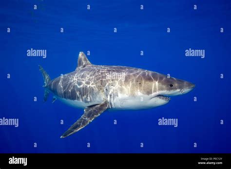 This Great White Shark Carcharodon Carcharias Was Photographed Off Guadalupe Island Mexico