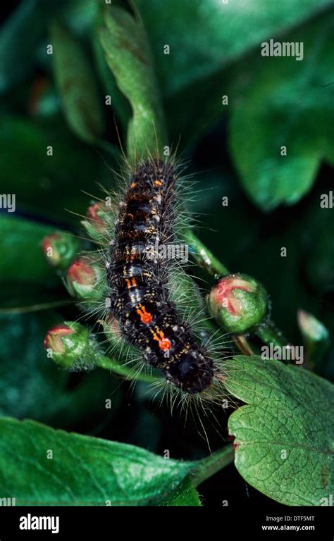 Euproctis Chrysorrhoea Brown Tail Moth Caterpillar Stock Photo Alamy