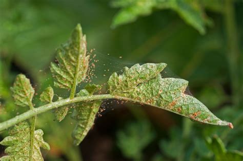 Spider Mites And Whiteflies Wreak Havoc On Tomatoes — Heres How To