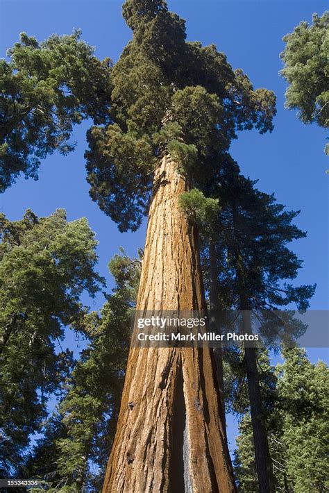 Giant Sequoias Yosemite National Park High Res Stock Photo Getty Images