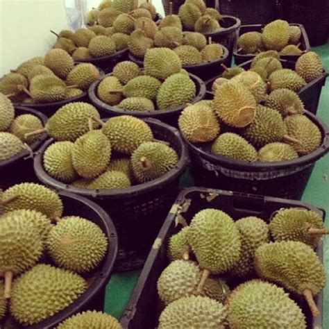 Find great deals on ebay for musang king durian. 7 Tips to Pick A Pure Breed Musang King Durian | TallyPress