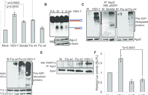 viral infection inhibits rnai activity via poly adp ribosylation of download scientific diagram