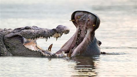 Fierce Battle Hippo Vs Crocodile At The River Youtube