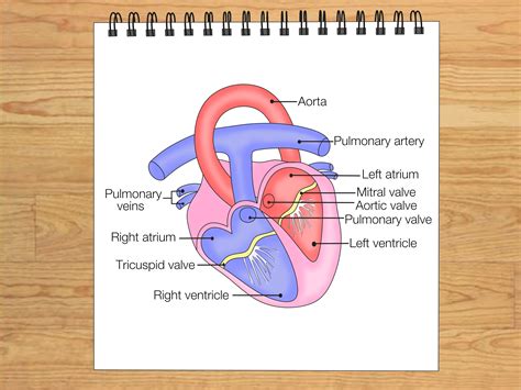 Heart Structure Anatomy