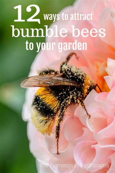 Bumble bees are less aggressive pollinators than when choosing flowers to attract bumble bees, go for colors they love: 12 Ways to Attract Bumble Bees to Your Garden - The ...