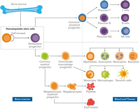 Hematopoietic Stem Cells Hscs Stem Cells Tocris Bioscience