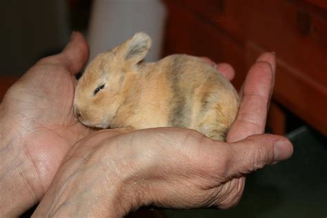 Newborn Baby Bunny Ubicaciondepersonascdmxgobmx
