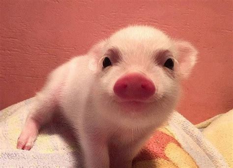 Pig Smile Pet Pigs Cute Funny Animals Baby Pigs