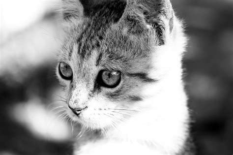 Free Photo Cat Closeup Animal Cat Cute Free Download Jooinn