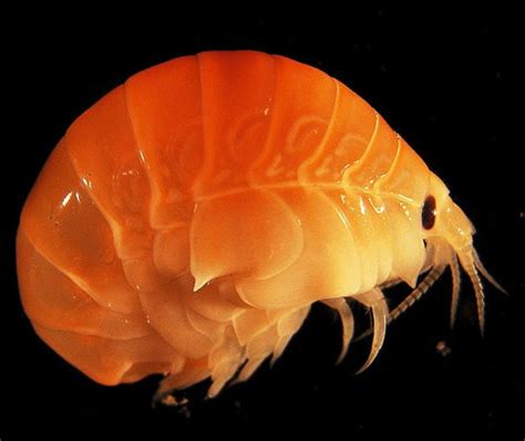 Census Of Marine Life Pictures Of New Ocean Species Discovered