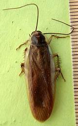 Pennsylvania Wood Cockroach Photos