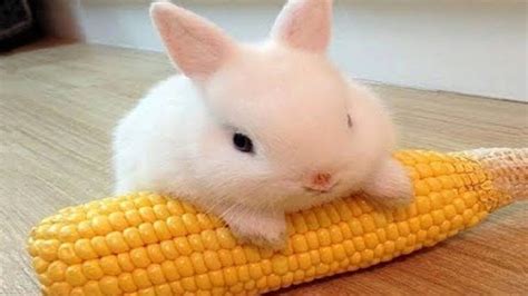 Omg So Cute Rabbits ♥ Best Funny Rabbit Videos 2020 1 Youtube