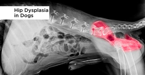 Recognizing Preventing And Treating Hip Dysplasia In Dogs