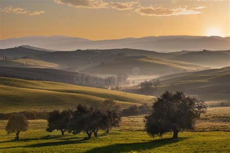 Tuscan Olive Trees And Fields Italy Stock Image Image Of Hill