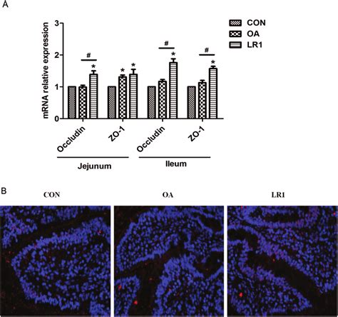 Lr Increased The Tight Junction Protein Expression In The Intestine Of