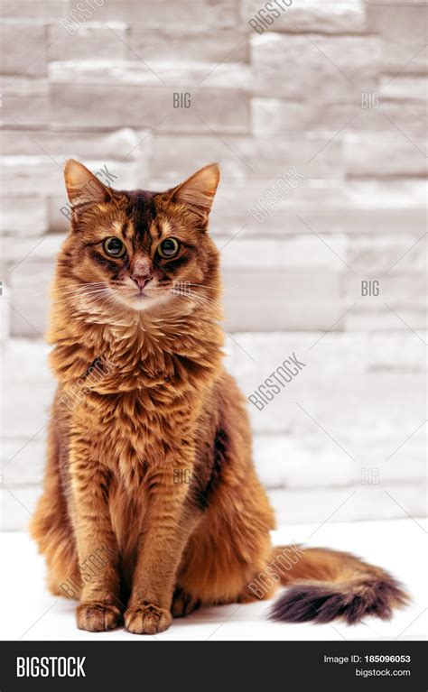 Sitting Cat Full Body Image And Photo Free Trial Bigstock