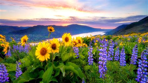 Yellow Purple Flowers Green Leaves Plants In Mountains Background Under