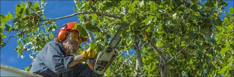 Simons Tree Services Does Tree Trimming In Charlottetown Pe