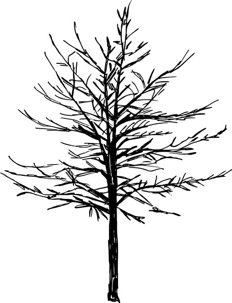 Tree Drawing Png Images ~ Drawing png image