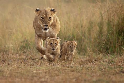 Lioness With Cubs Photograph By Santanu Nandy Fine Art America