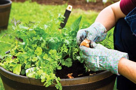 How To Start A Garden Gardening Tips And Advice Decor Ideas