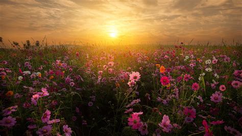 Sunset Field Of Flowers Background Flower Field At Sunset Hd