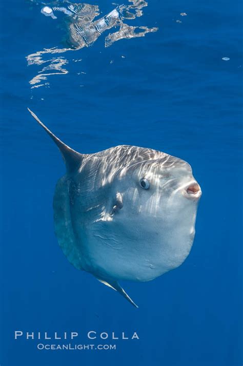 Ocean Sunfish Open Ocean Mola Mola Photo San Diego California