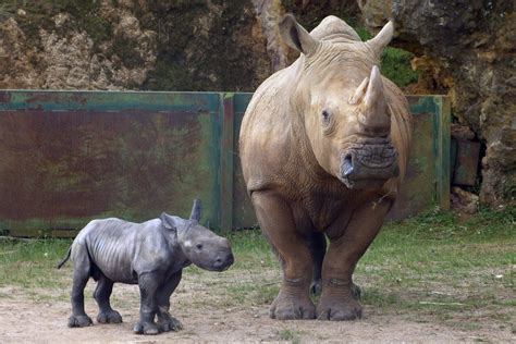 Cabárceno Recibe Una Hembra De Rinoceronte Blanco Para Un Programa De