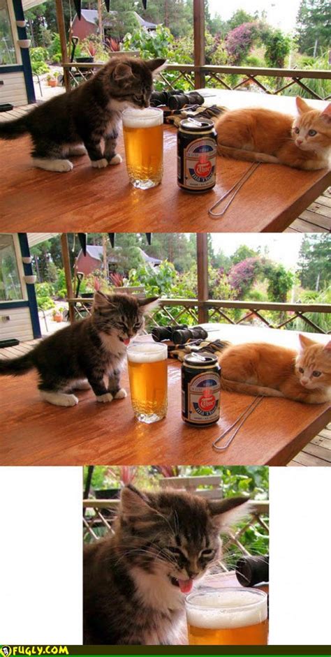 Kitten Tastes Beer For The First Time Random Images Fugly