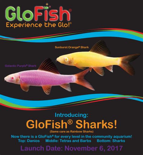 Glofish Rainbow Sharks Born Brilliant Cflas