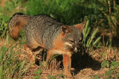 The Comeback Kits Saving Californias Island Foxes Science Friday