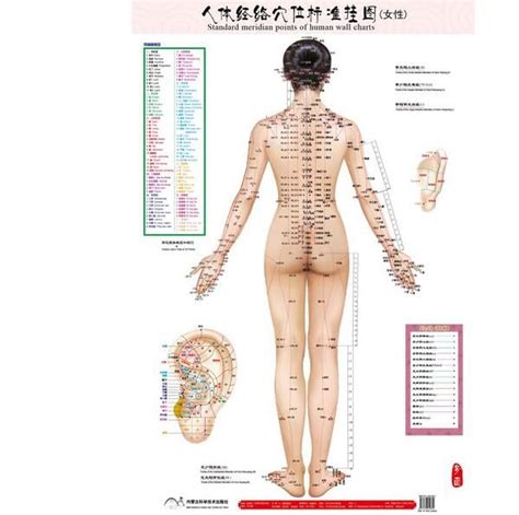 Best Standard Meridian Points Of Human Wall Chart Female Acupuncture My XXX Hot Girl