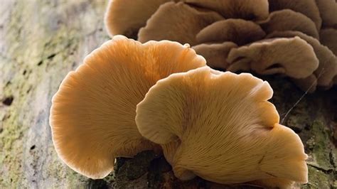 How Do I Tell If A Mushroom Is Safe To Eat