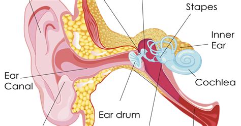 Health Question How Can I Safely Remove Ear Wax