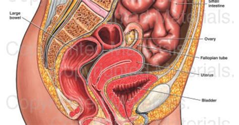 Detailed image and reproductivethis medical illustration depicts a detailed. Anatomy of the Female Abdomen and Pelvis | Female Medical ...