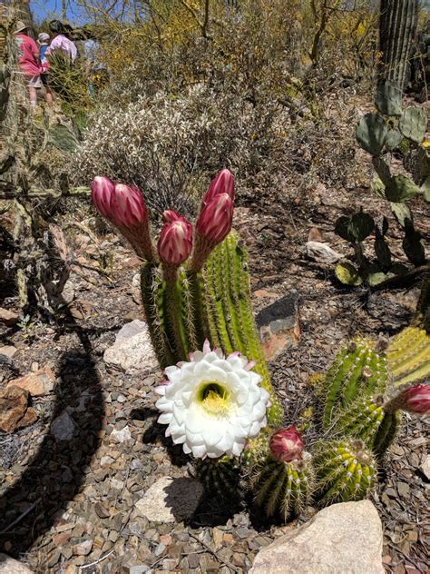 Tucsons Arizona Sonora Desert Museums Blooming Torch Cacti Wanderwisdom