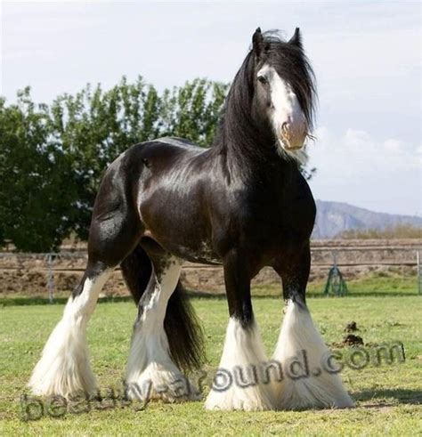 top   beautiful horse breeds photo gallery