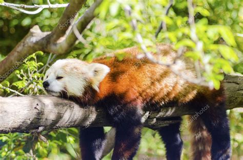 Red Panda — Stock Photo © F8grapher 44352573