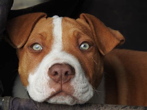 Red Nose Pitbull Amazing Facts That You Will Never Know Petshoper