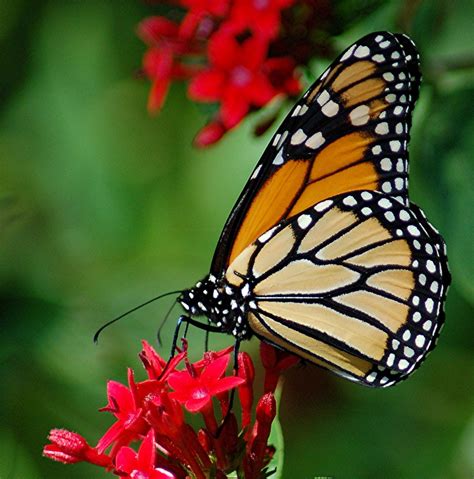 This Magnificent Monarch Is Nectaring On Red Pentas A Close Up Look At
