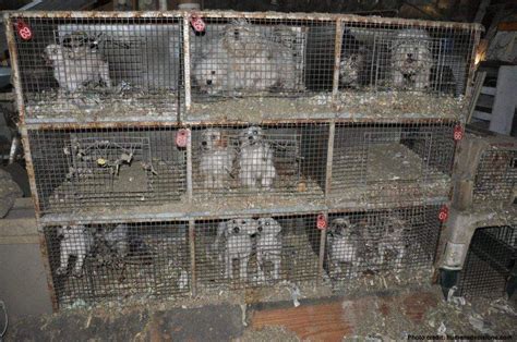 What Happens To Dogs In Puppy Mills