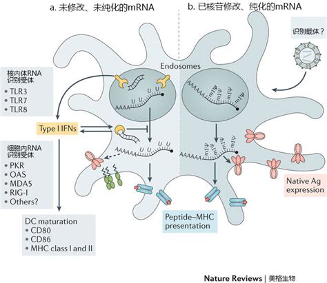 It took researchers just a few days in january 2020 to come up with the mrna sequence used in moderna's. mRNA疫苗--疫苗的新时代 - 美格生物